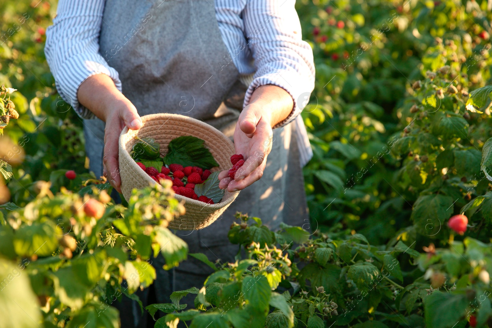 Photo of Senior farmer picking fresh ripe raspberries outdoors, closeup