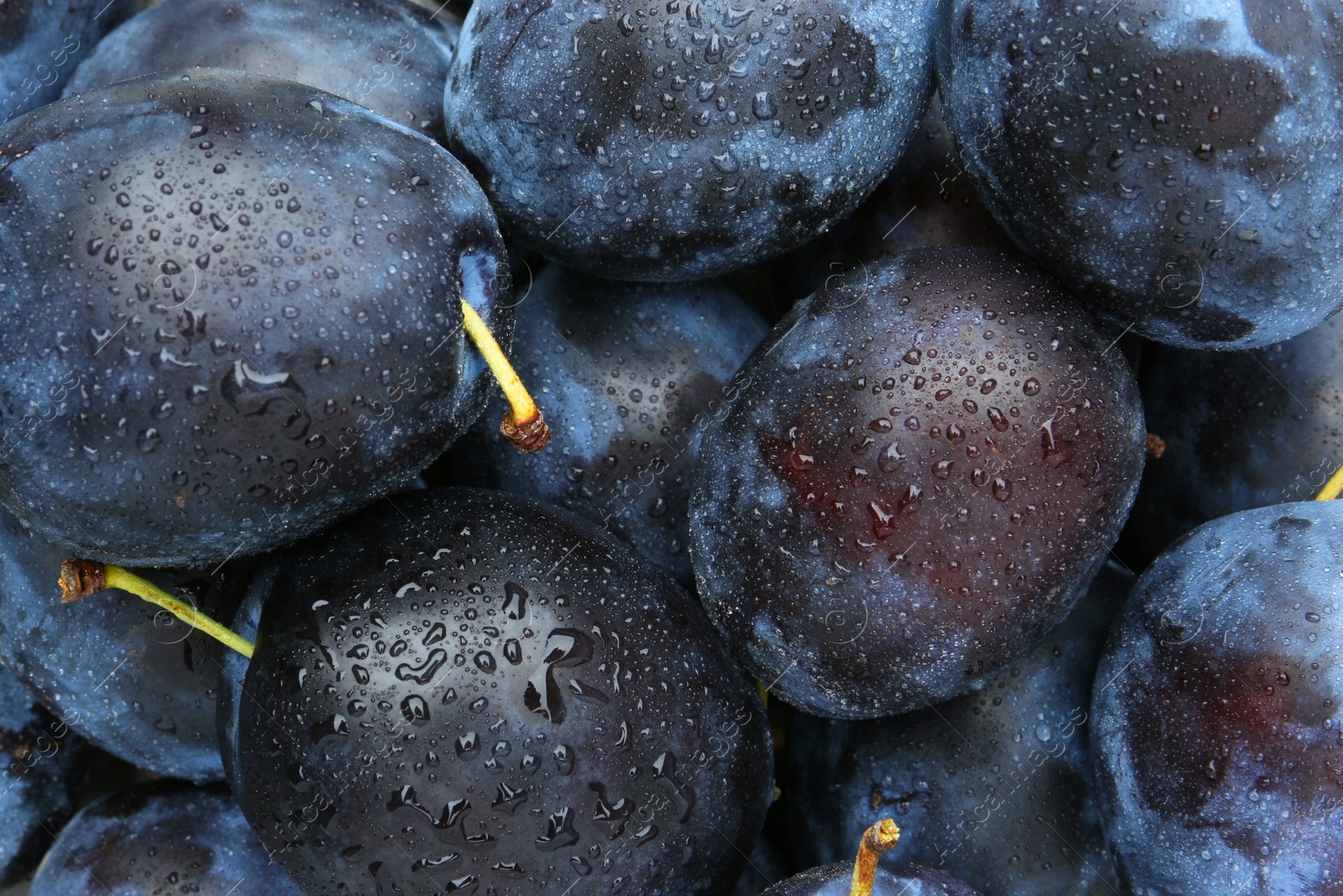 Photo of Many fresh plums with water drops as background, above view