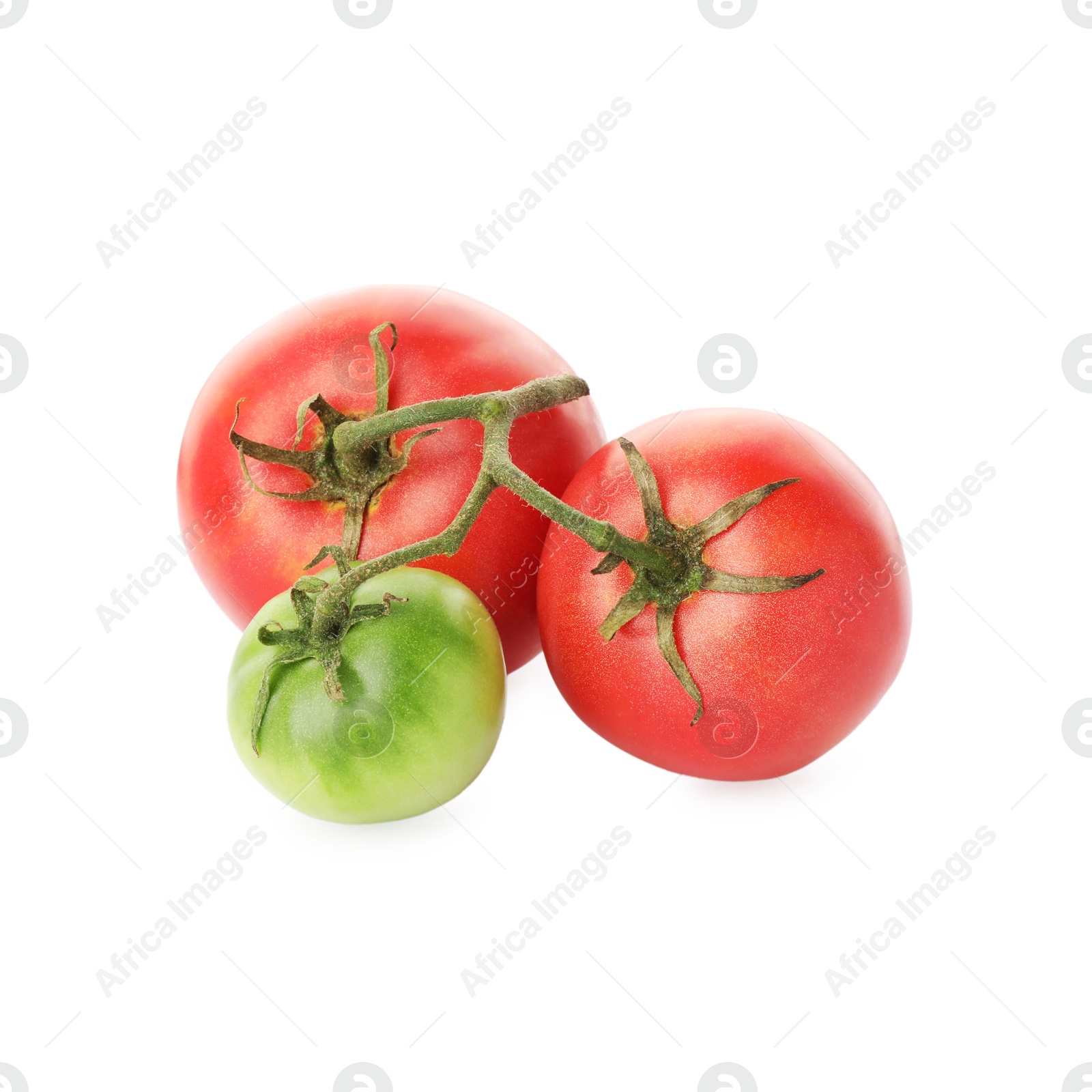 Photo of Branch with ripe and unripe pink tomatoes isolated on white