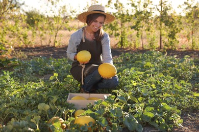 Photo of Smiling woman picking ripe melons into wooden crate in field