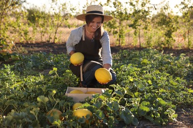 Photo of Smiling woman picking ripe melons into wooden crate in field