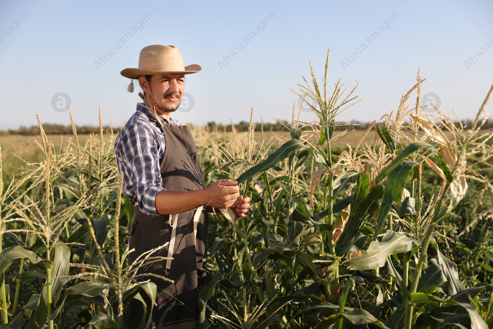 Photo of Farmer harvesting fresh ripe corn in field on sunny day