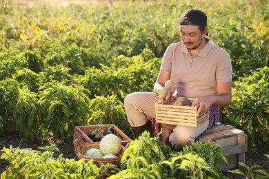 Farmer harvesting ripe vegetables in field on sunny day