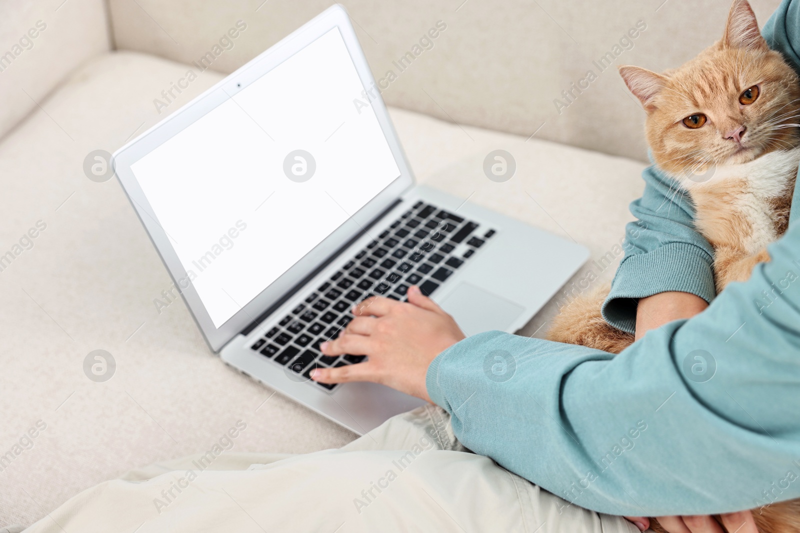 Photo of Online pet shop. Woman with laptop making order and cute cat on sofa at home, closeup