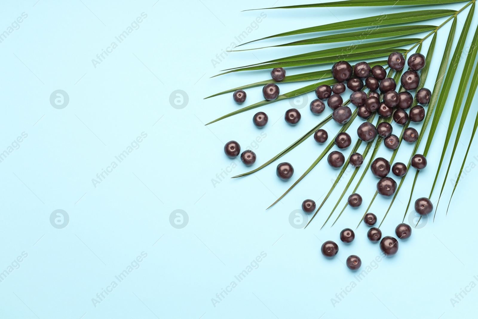 Photo of Ripe acai berries and palm leaves on light blue background, flat lay. Space for text