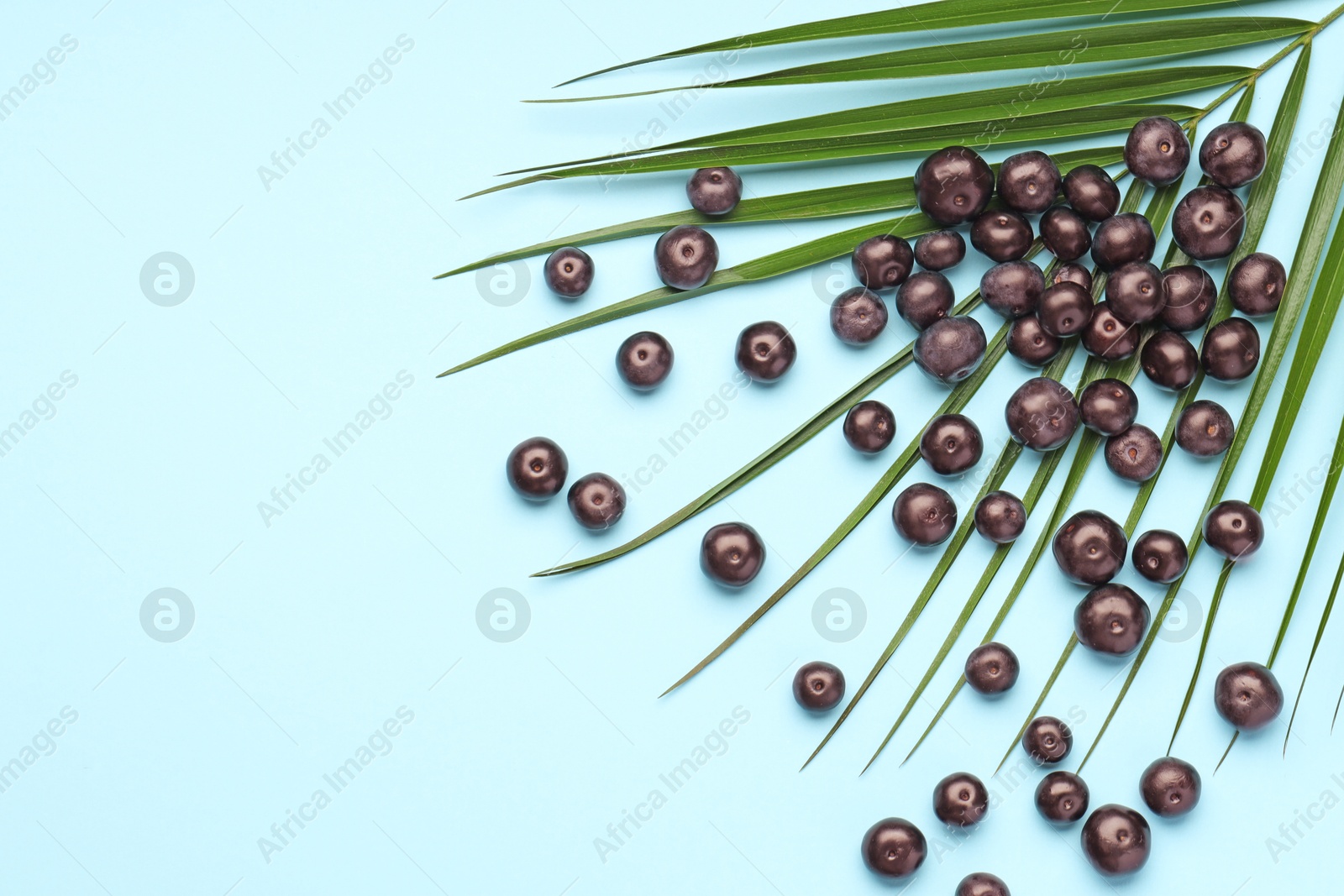 Photo of Ripe acai berries and palm leaves on light blue background, flat lay. Space for text