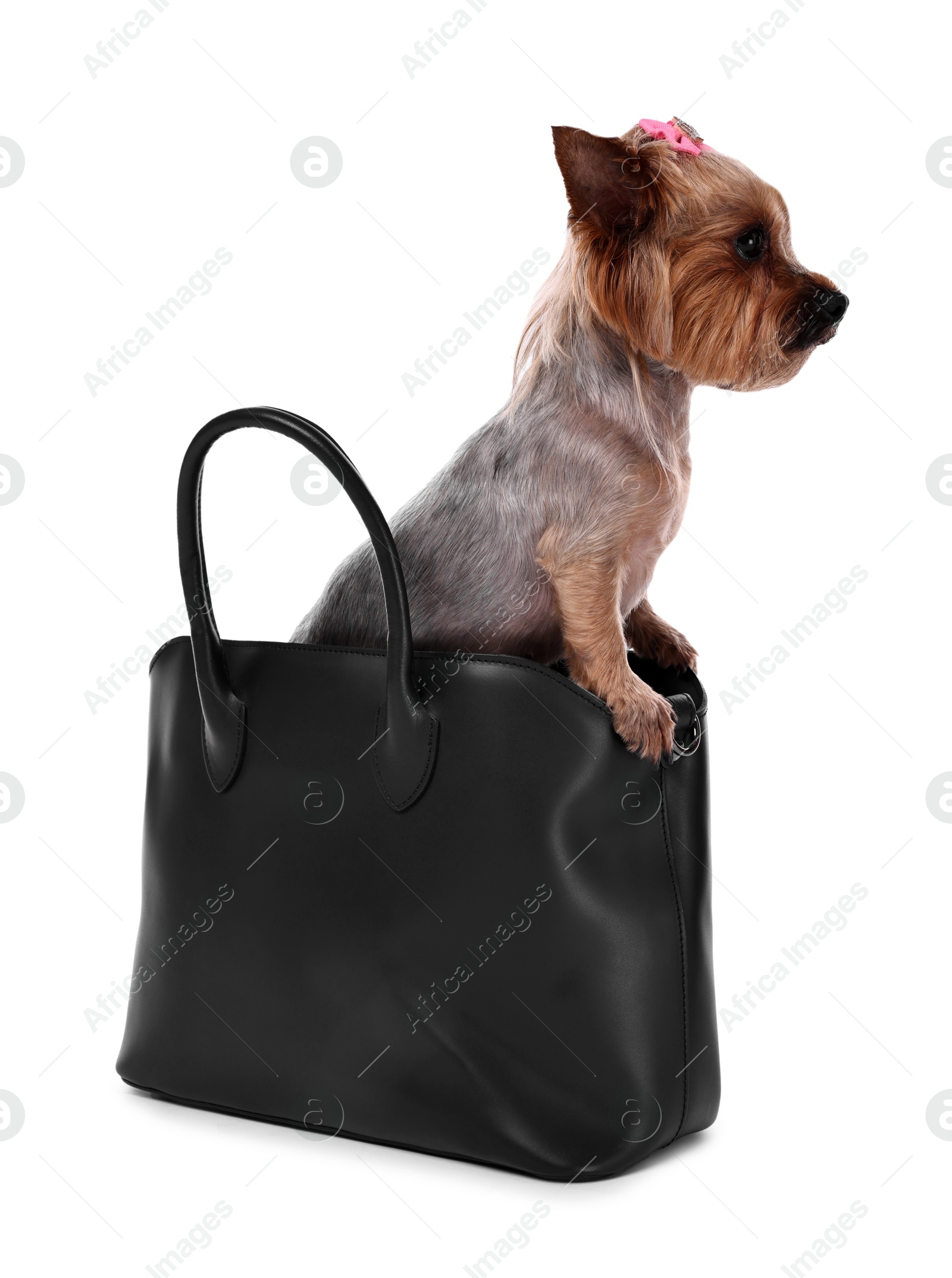 Photo of Cute Yorkshire Terrier dog in bag isolated on white