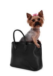 Photo of Cute Yorkshire Terrier dog in bag isolated on white