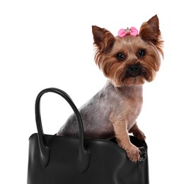 Cute Yorkshire Terrier dog in bag isolated on white