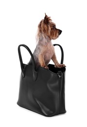 Cute Yorkshire Terrier dog in bag isolated on white