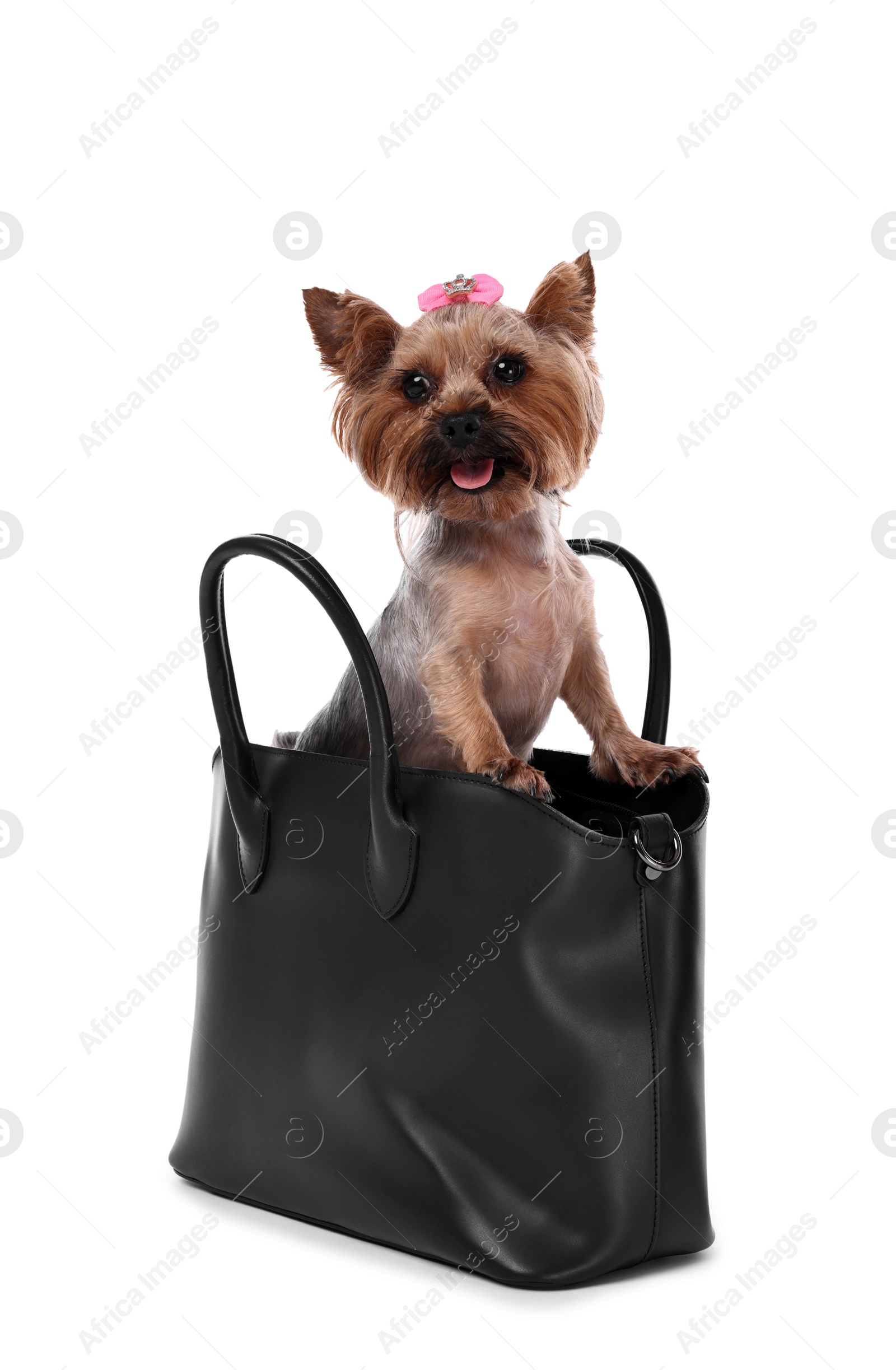 Photo of Cute Yorkshire Terrier dog in bag isolated on white