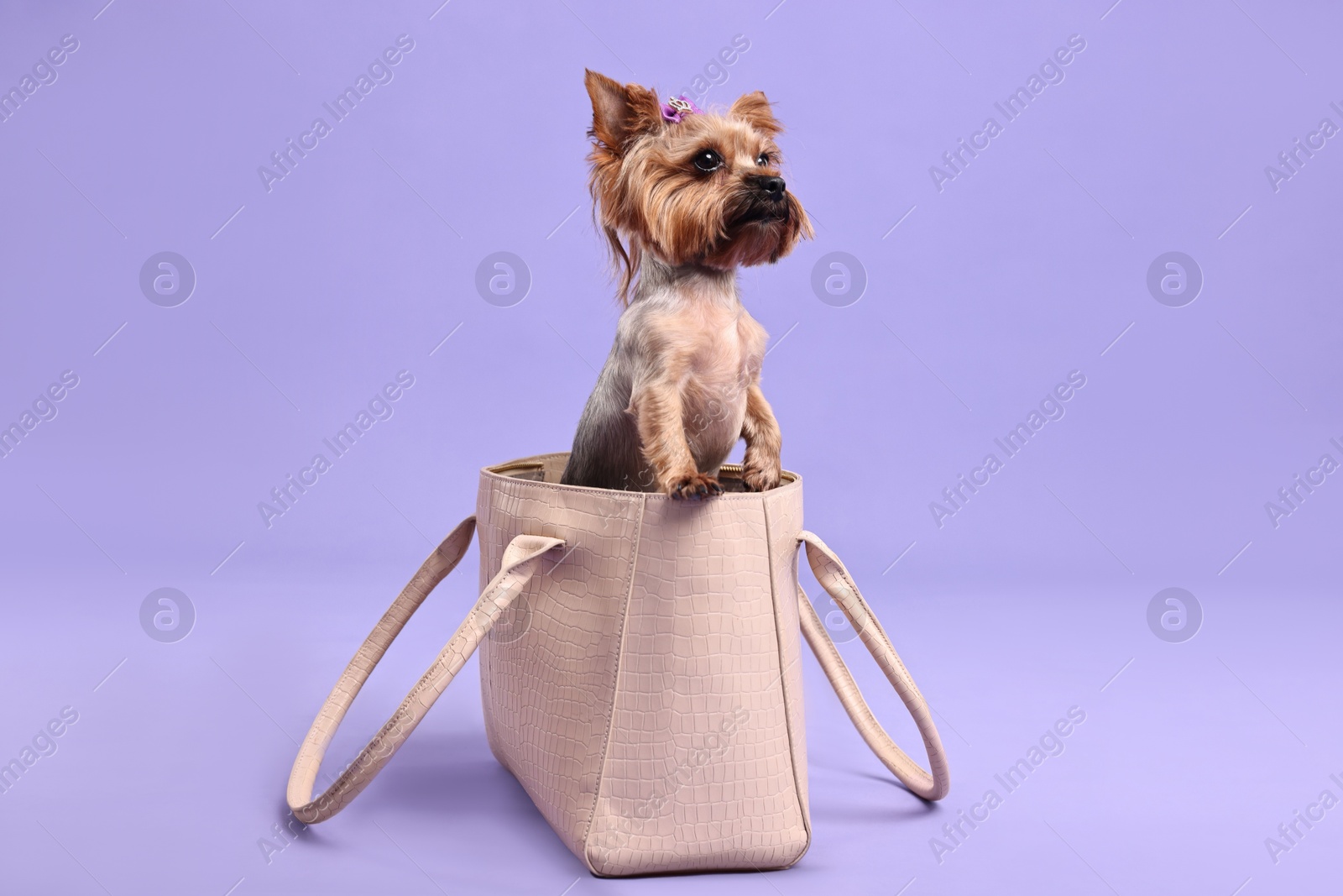 Photo of Cute Yorkshire Terrier dog in bag on violet background, space for text