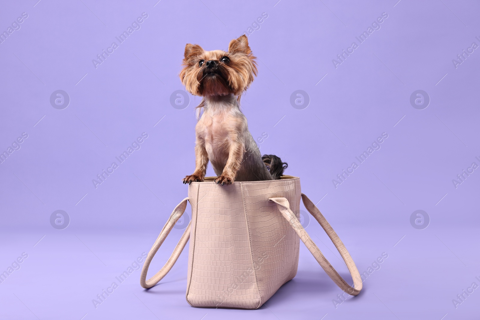 Photo of Cute Yorkshire Terrier dog in bag on violet background