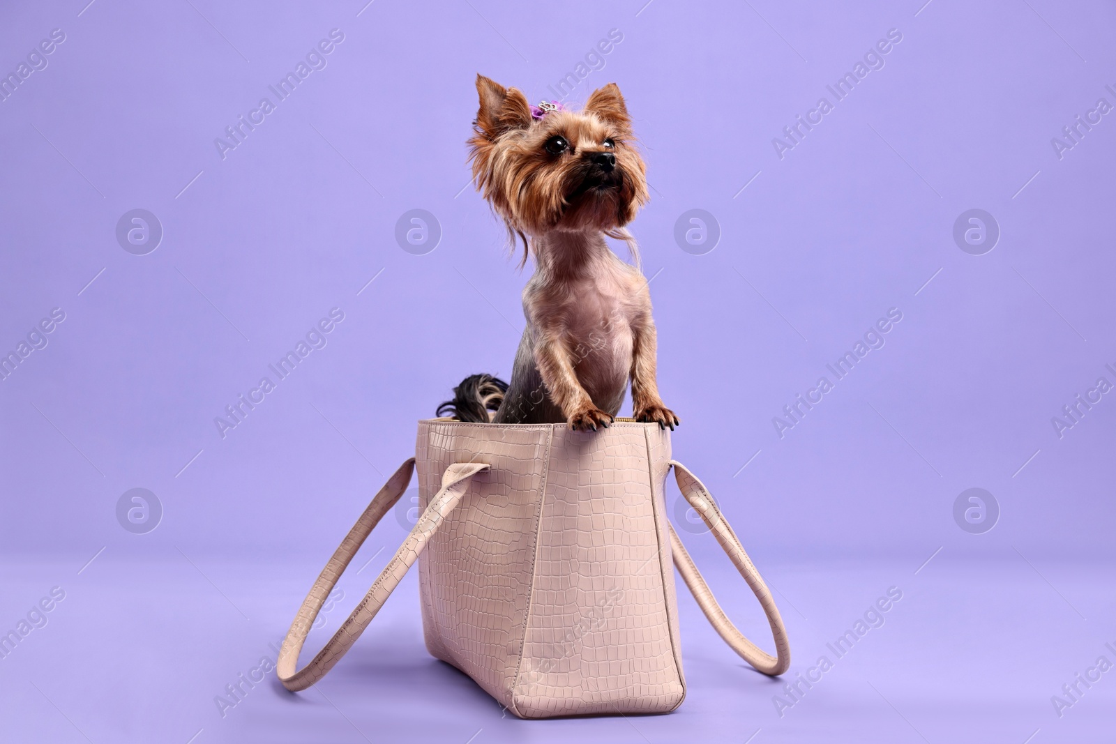 Photo of Cute Yorkshire Terrier dog in bag on violet background