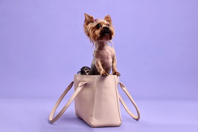 Cute Yorkshire Terrier dog in bag on violet background