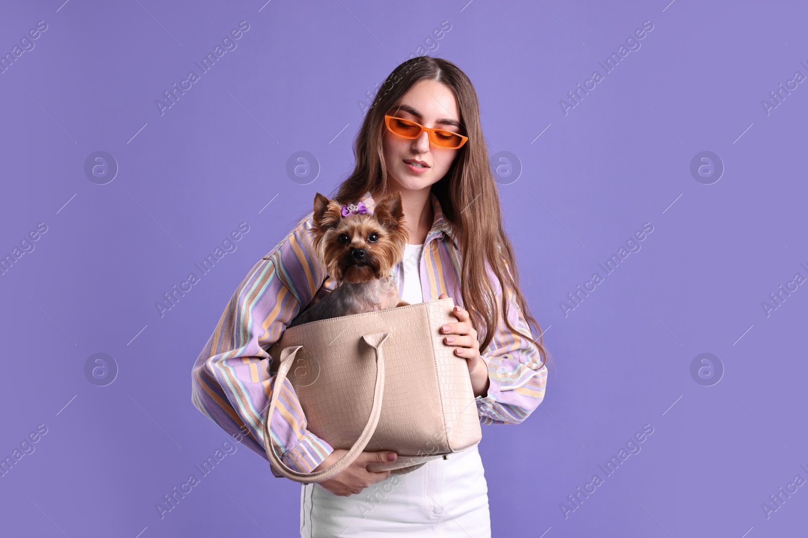 Photo of Beautiful young woman carrying cute Yorkshire Terrier dog in bag on violet background