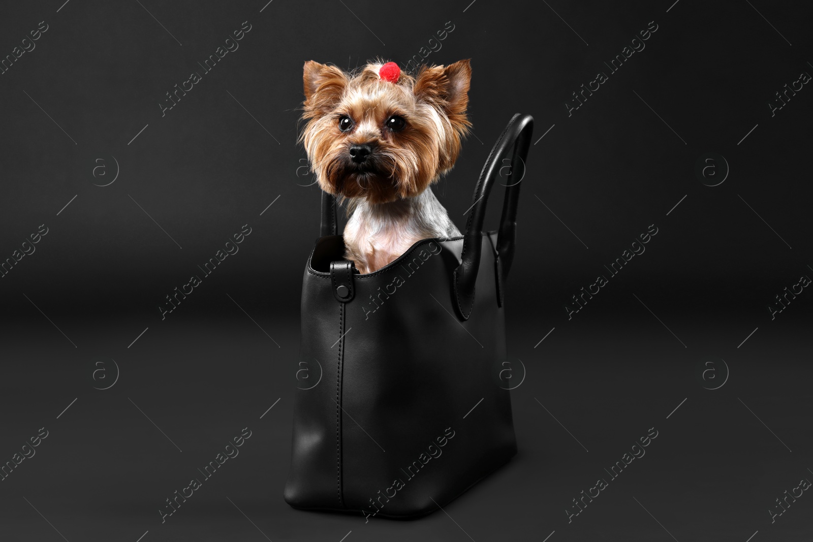 Photo of Cute Yorkshire Terrier dog in bag on black background