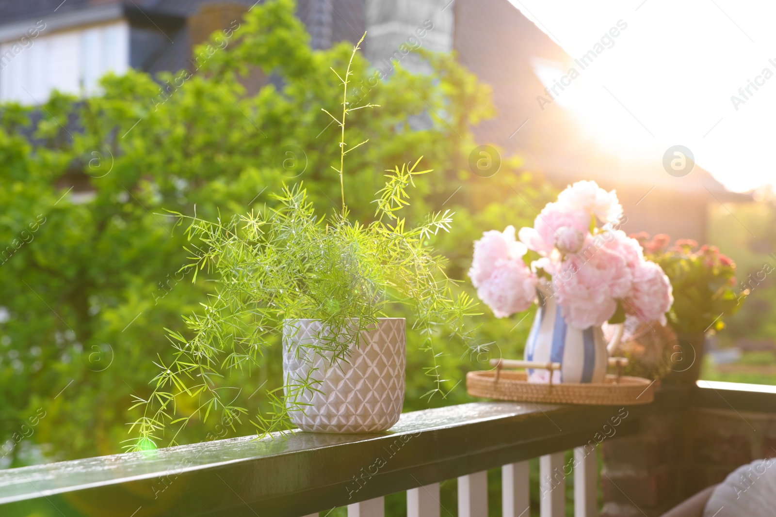 Photo of Balcony garden. Different plants on railings outdoors on sunny day