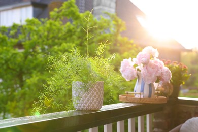 Balcony garden. Different plants on railings outdoors on sunny day