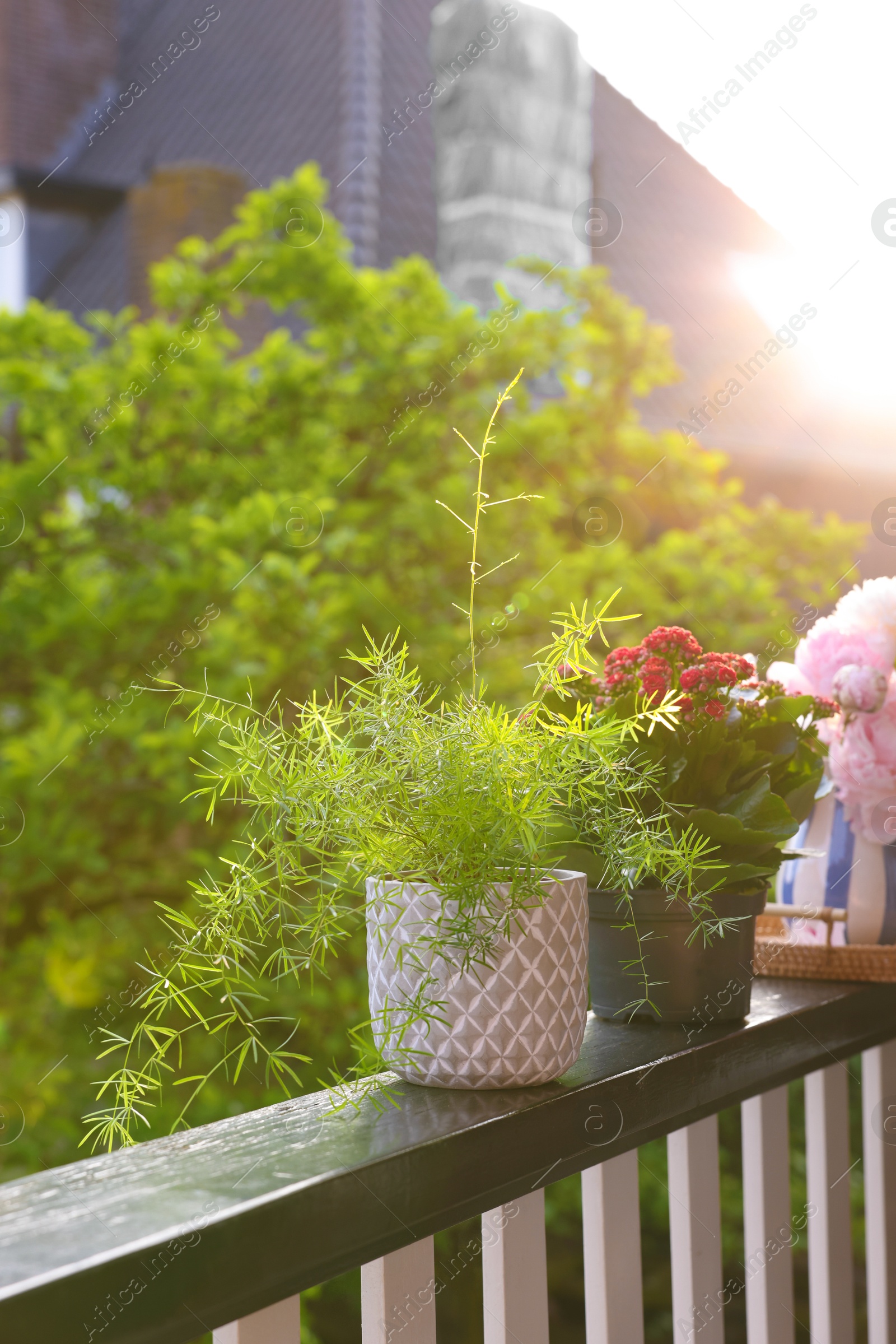 Photo of Balcony garden. Different plants on railings outdoors on sunny day