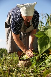 Senior farmer picking fresh pea pods outdoors