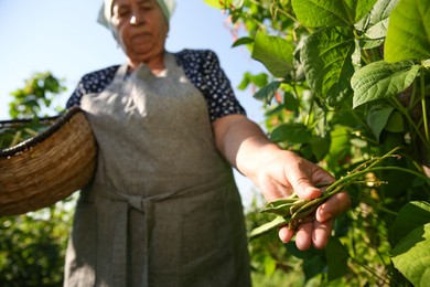 Senior farmer picking fresh pea pods outdoors, selective focus