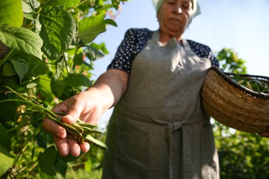 Photo of Senior farmer picking fresh pea pods outdoors, selective focus