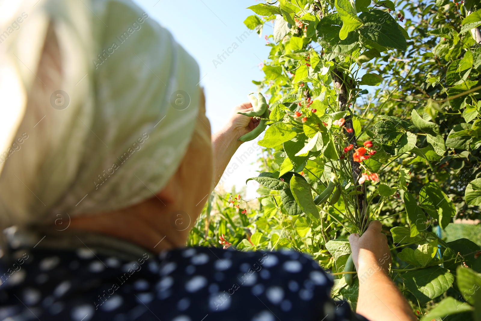 Photo of Senior farmer picking fresh pea pods outdoors, closeup