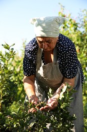 Photo of Senior farmer picking fresh ripe blueberries outdoors