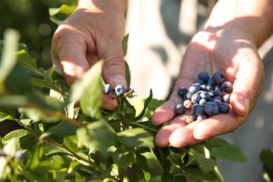 Photo of Senior farmer picking fresh ripe blueberries outdoors, closeup