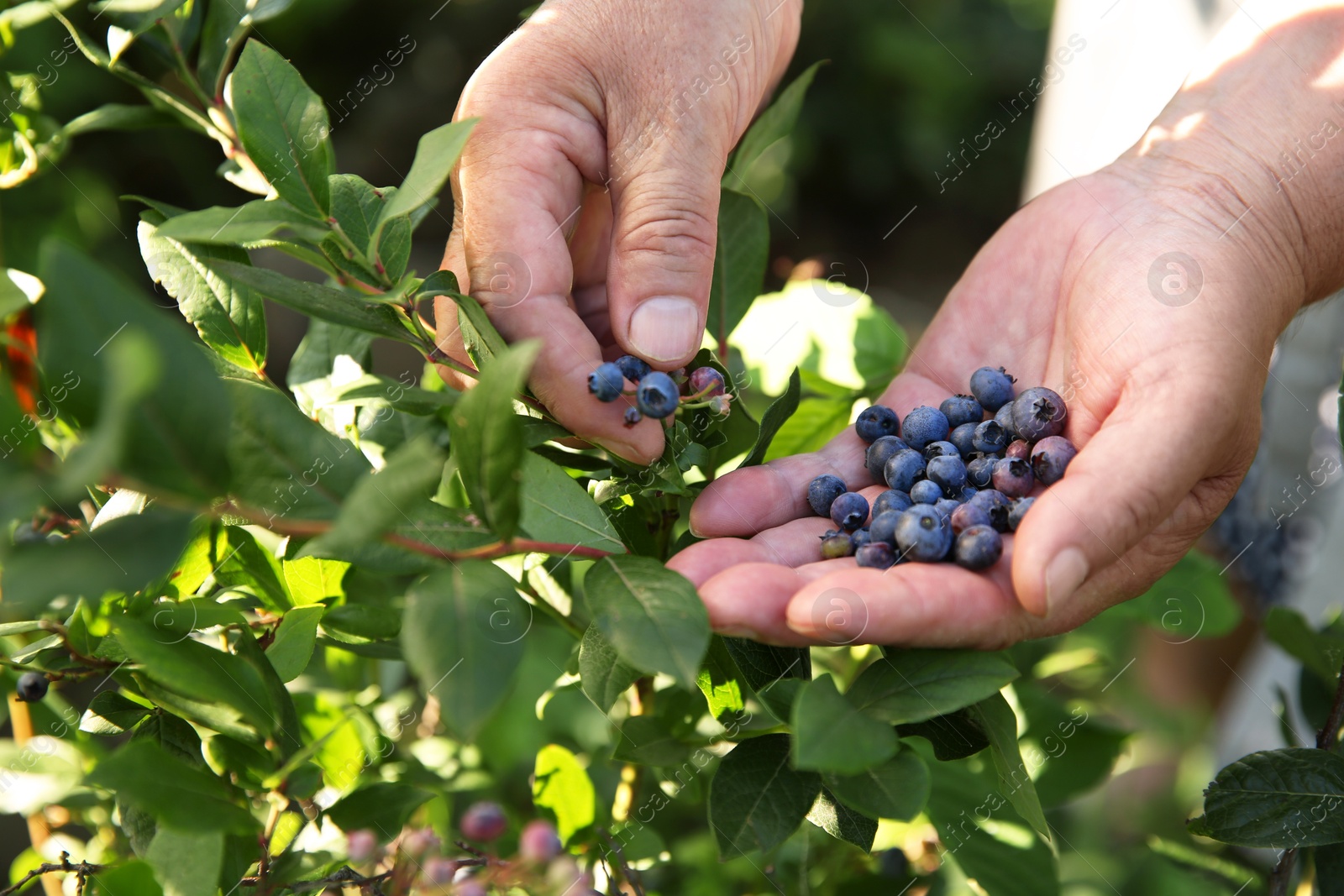 Photo of Senior farmer picking fresh ripe blueberries outdoors, closeup