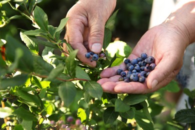 Senior farmer picking fresh ripe blueberries outdoors, closeup