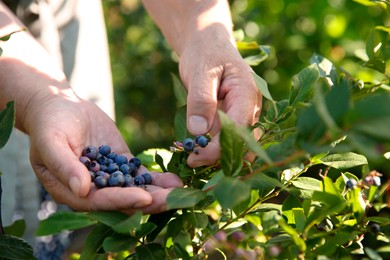 Photo of Senior farmer picking fresh ripe blueberries outdoors, closeup