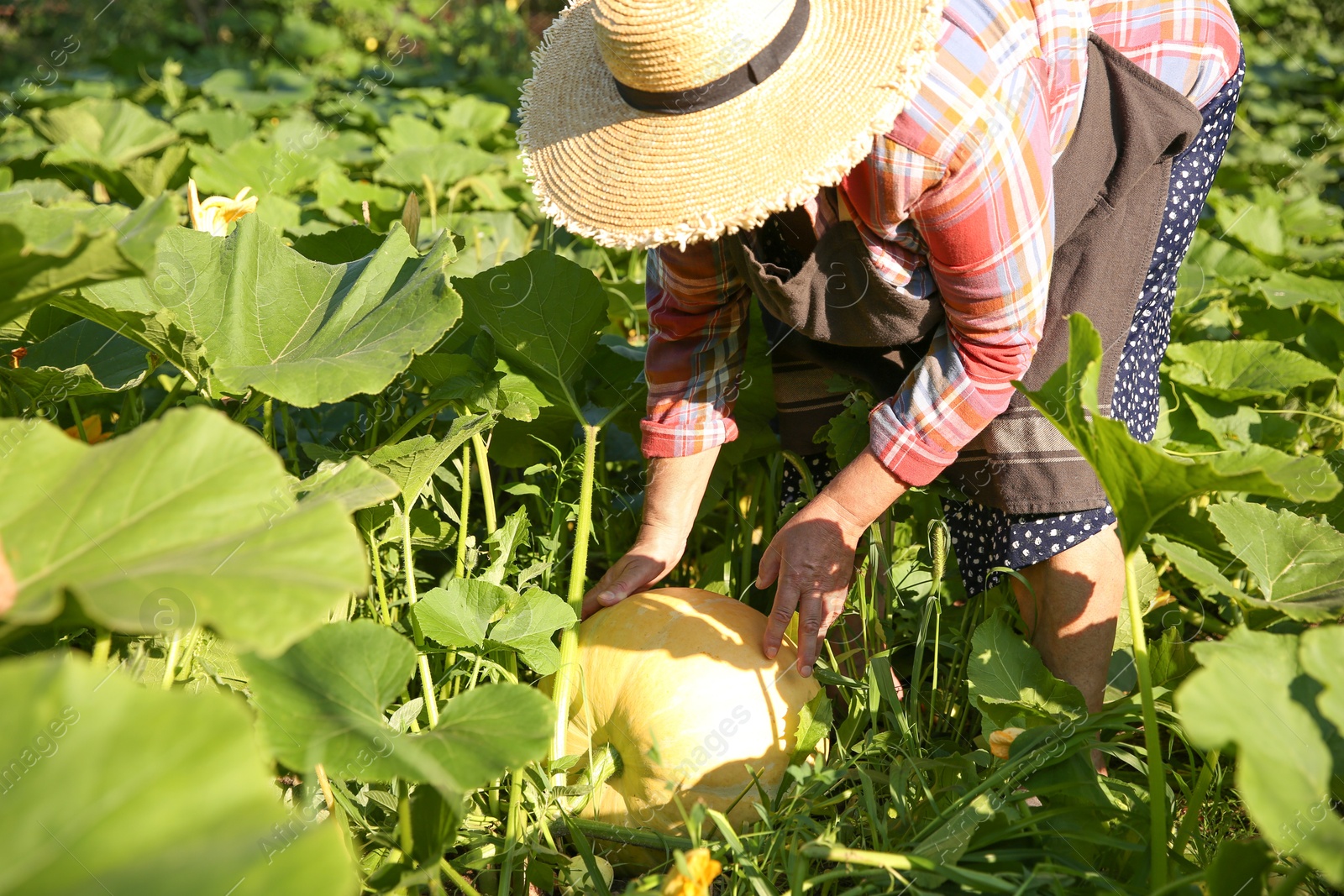 Photo of Senior farmer picking fresh ripe pumpkin outdoors