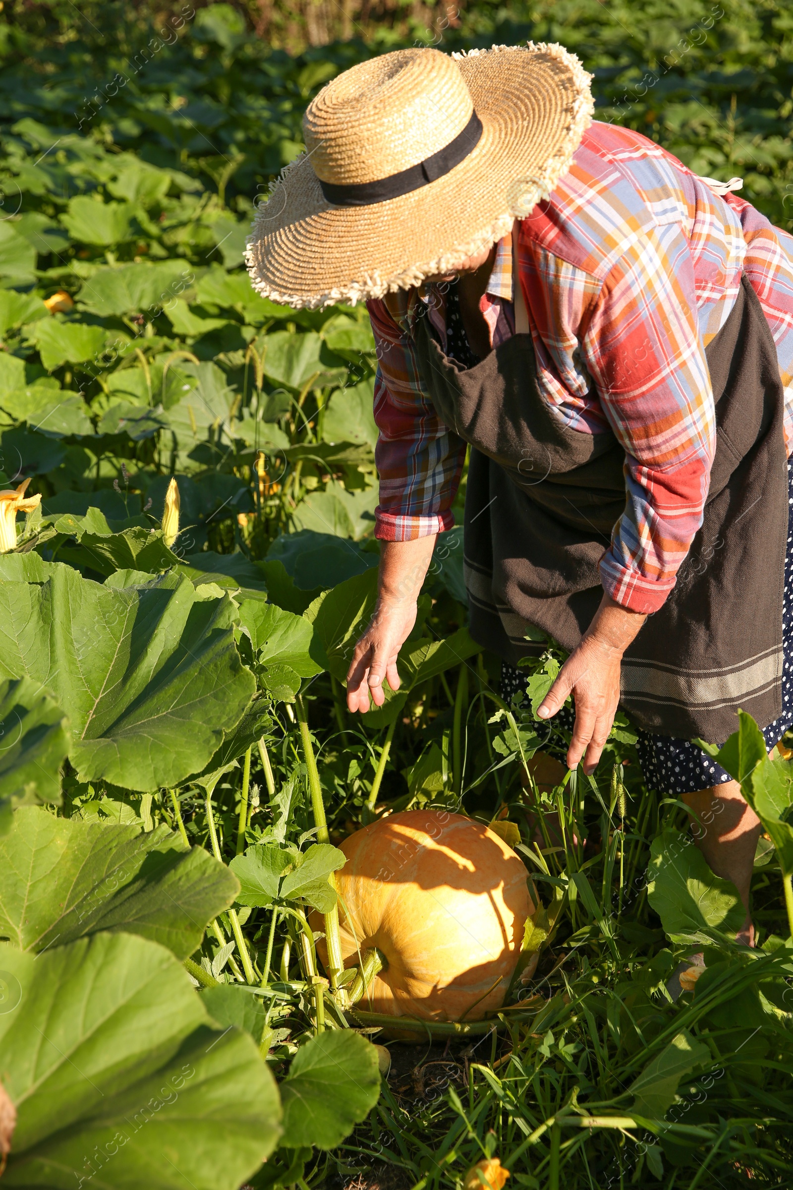 Photo of Senior farmer picking fresh ripe pumpkin outdoors