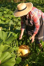 Photo of Senior farmer picking fresh ripe pumpkin outdoors