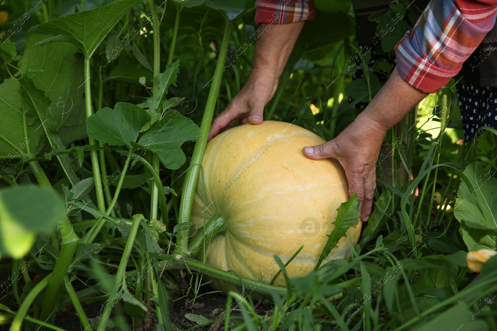 Photo of Senior farmer picking fresh ripe pumpkin outdoors, closeup