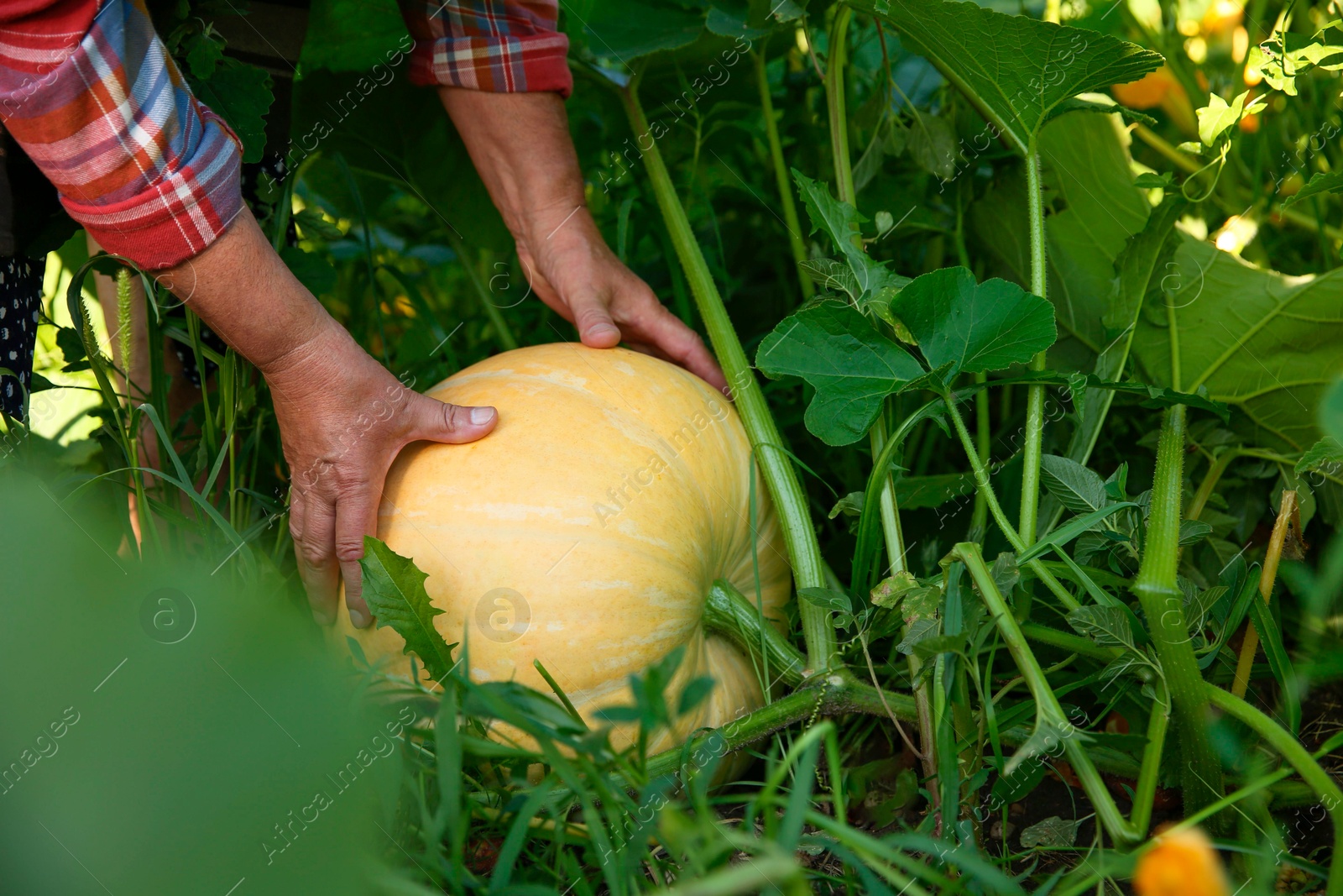 Photo of Senior farmer picking fresh ripe pumpkin outdoors, closeup