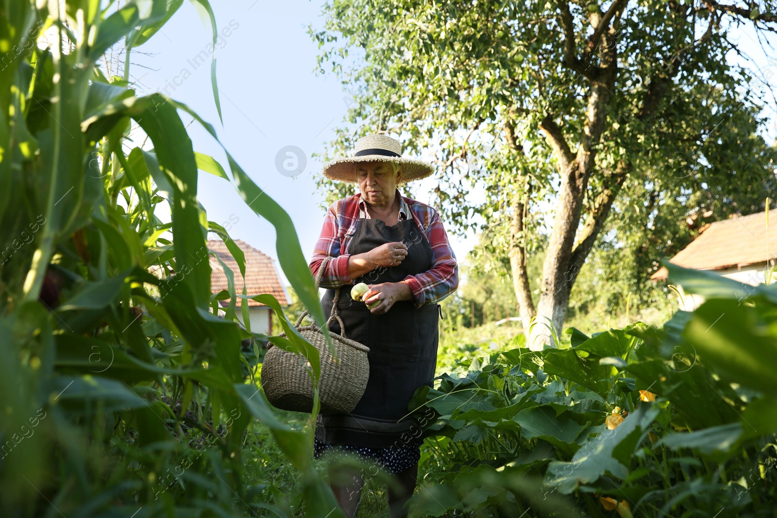 Photo of Senior farmer with wicker basket in garden