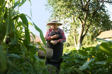 Senior farmer with wicker basket in garden