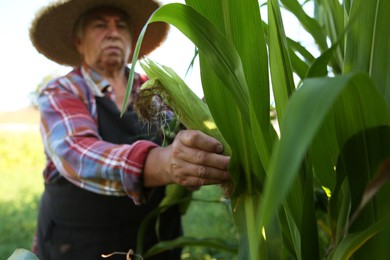 Senior farmer picking fresh ripe corn outdoors, selective focus