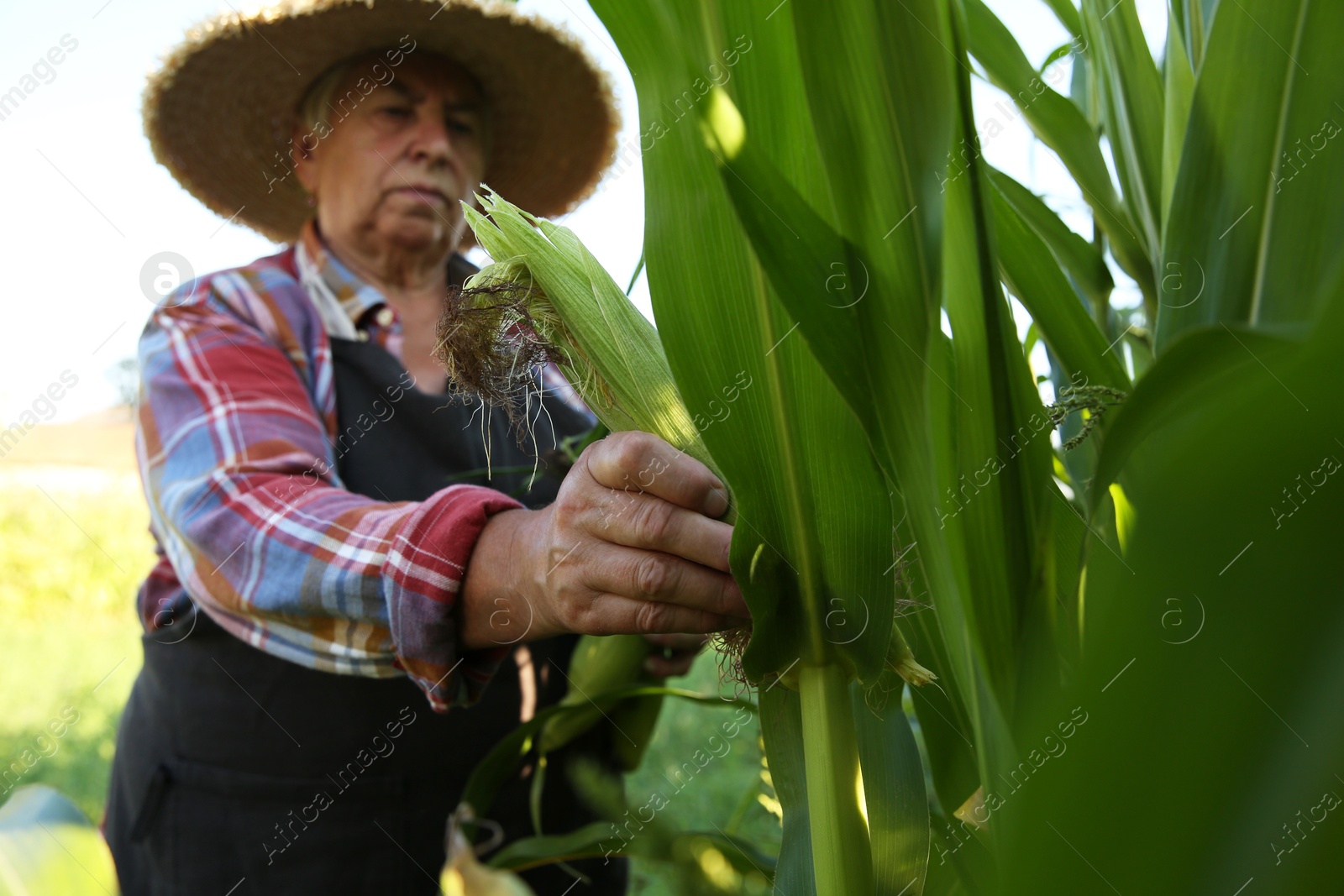 Photo of Senior farmer picking fresh ripe corn outdoors, selective focus