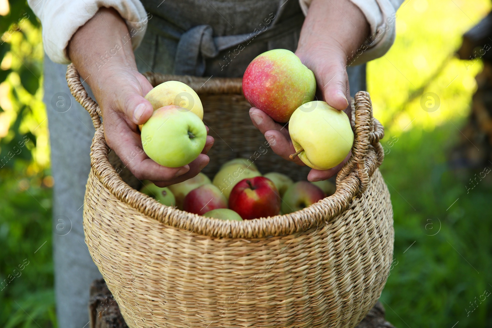 Photo of Senior farmer with basket of fresh apples in garden, closeup