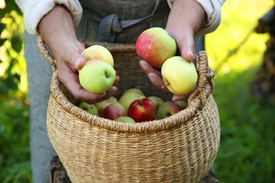 Photo of Senior farmer with basket of fresh apples in garden, closeup