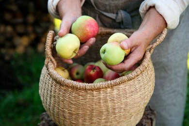 Senior farmer with basket of fresh apples in garden, closeup