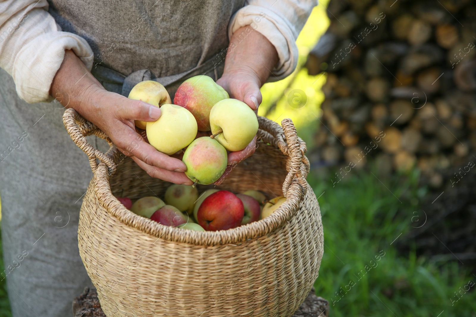 Photo of Senior farmer with basket of fresh apples in garden, closeup