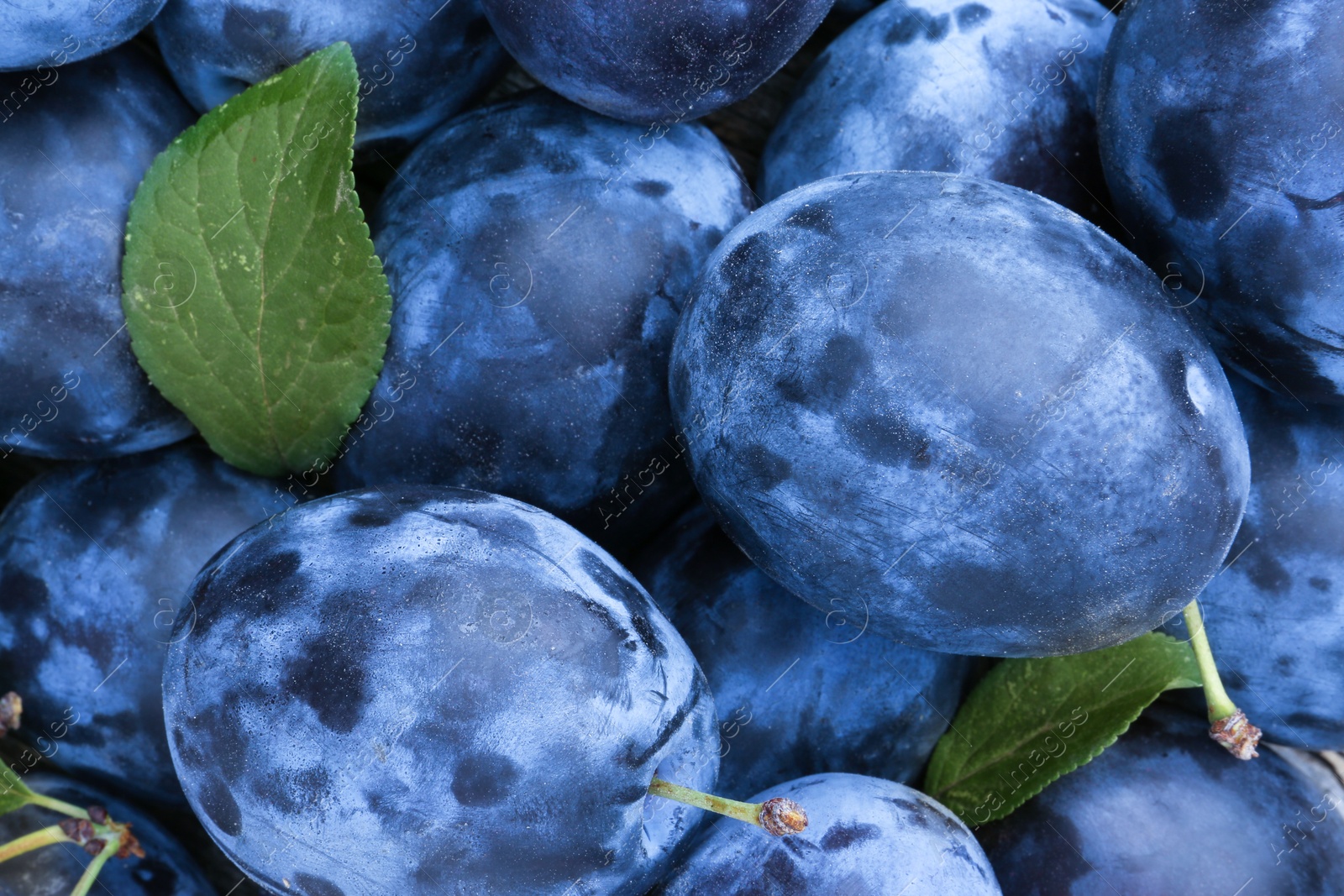 Photo of Many fresh plums and leaves as background, top view