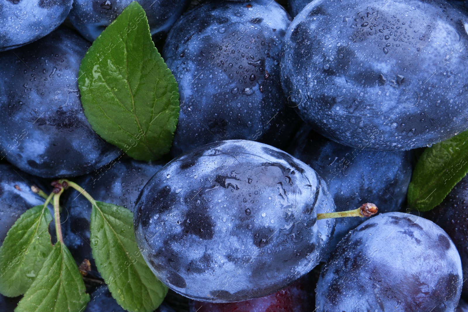 Photo of Many fresh plums and leaves with water drops as background, top view