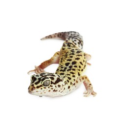 Photo of One beautiful gecko isolated on white. Exotic pet