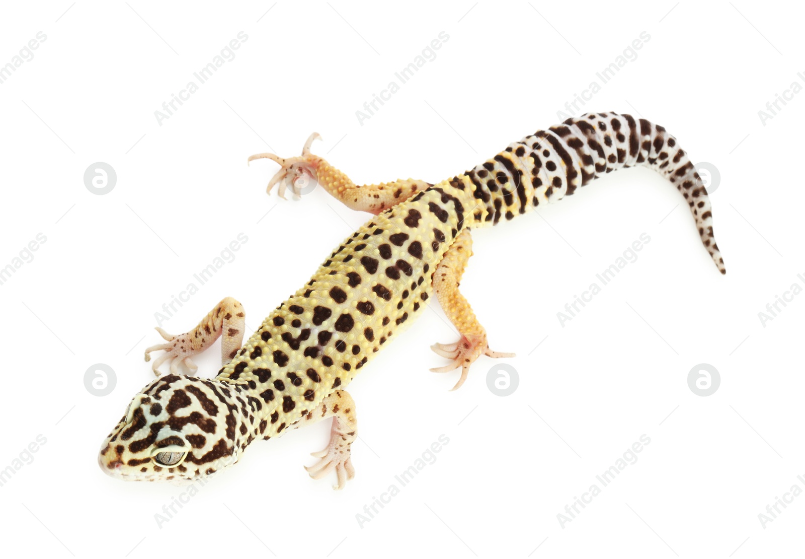 Photo of One beautiful gecko isolated on white, top view